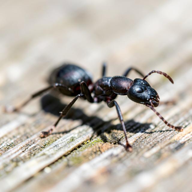 Close-up of a black carpenter ant on wood
